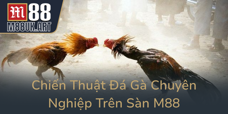 Chien Thuat Da Ga Chuyen Nghiep Tren San M880