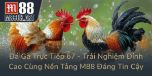 Da Ga Truc Tiep 67 Trai Nghiem Dinh Cao Cung Nen Tang M88 Dang Tin Cay0