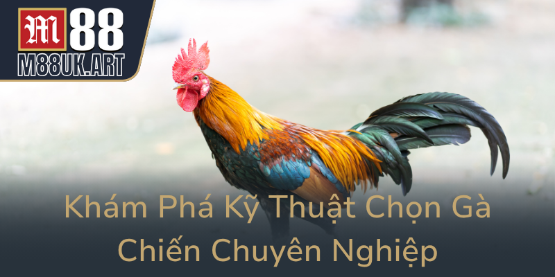 Kham Pha Ky Thuat Chon Ga Chien Chuyen Nghiep0